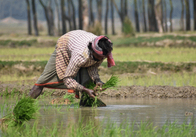 indian-rice-farmer